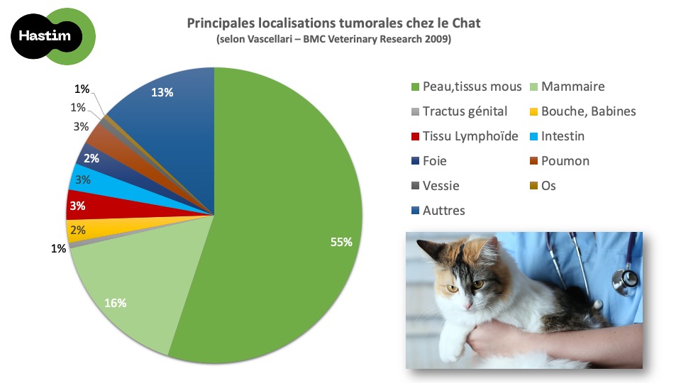 Localisation tumorales du chat